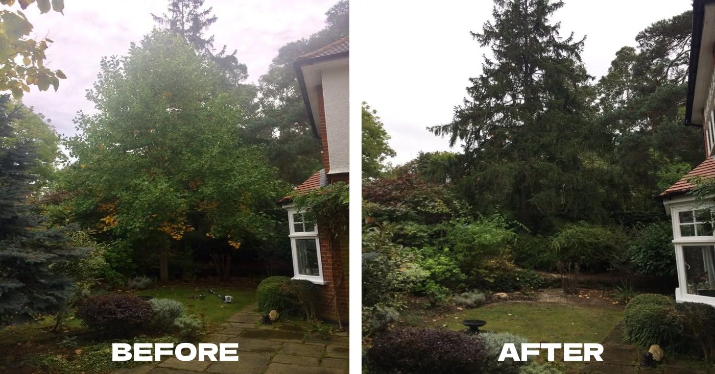 Garden transformation 3 — before and after